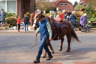 Pferd Martin