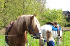 Pferd