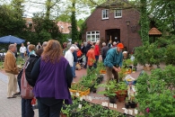 pflanzenmarkt3