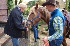 Pferd Martin