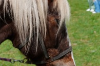 Pferd1